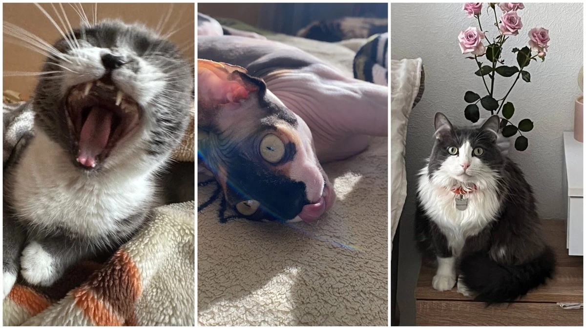 La foto N°3 de esta selección de gatos te hará explotar de risa: ¡No podrás creer lo que hace! (FOTOS)