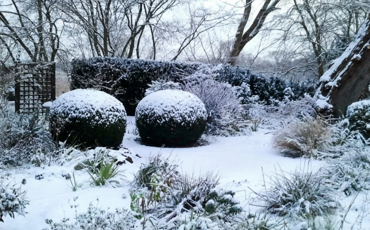 ¿Nieve sobre tus rosas? La simple regla que evita que se pudran a finales de invierno