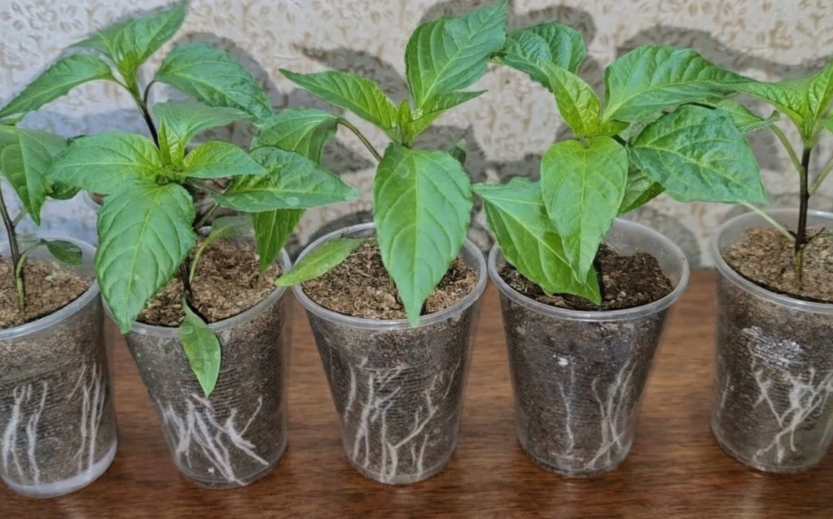 Endurece tus pimientos: el secreto que los jardineros experimentados aplican antes de plantar