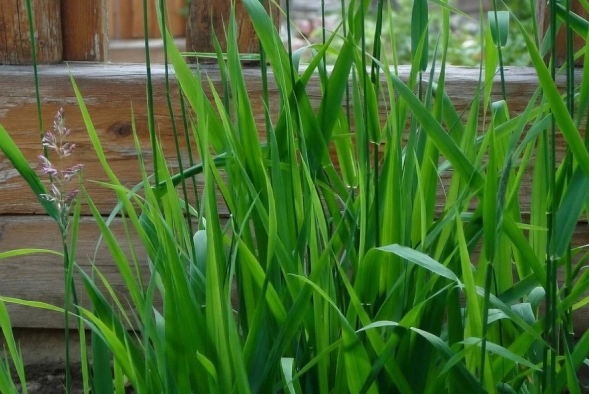 El punto débil del lirio que los jardineros experimentados aprovechan para eliminarlo por completo