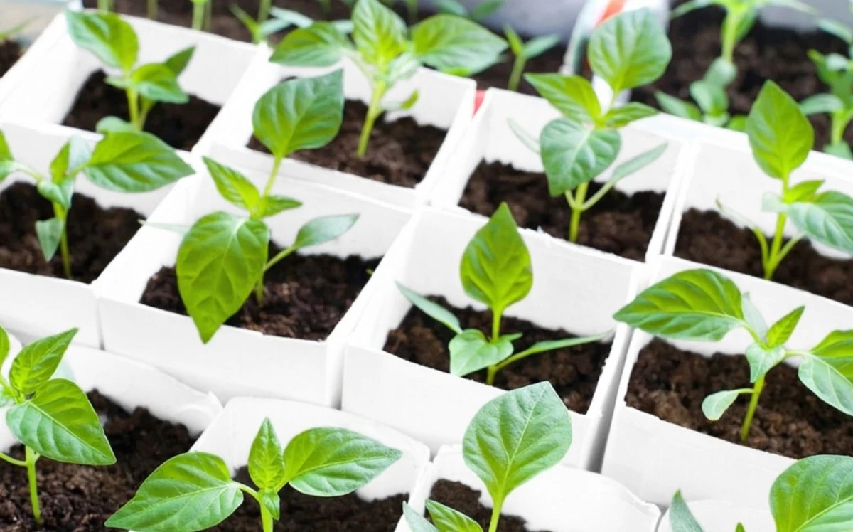 El trasplante de pimientos: secretos para que tus plántulas florezcan y produzcan cosechas récord