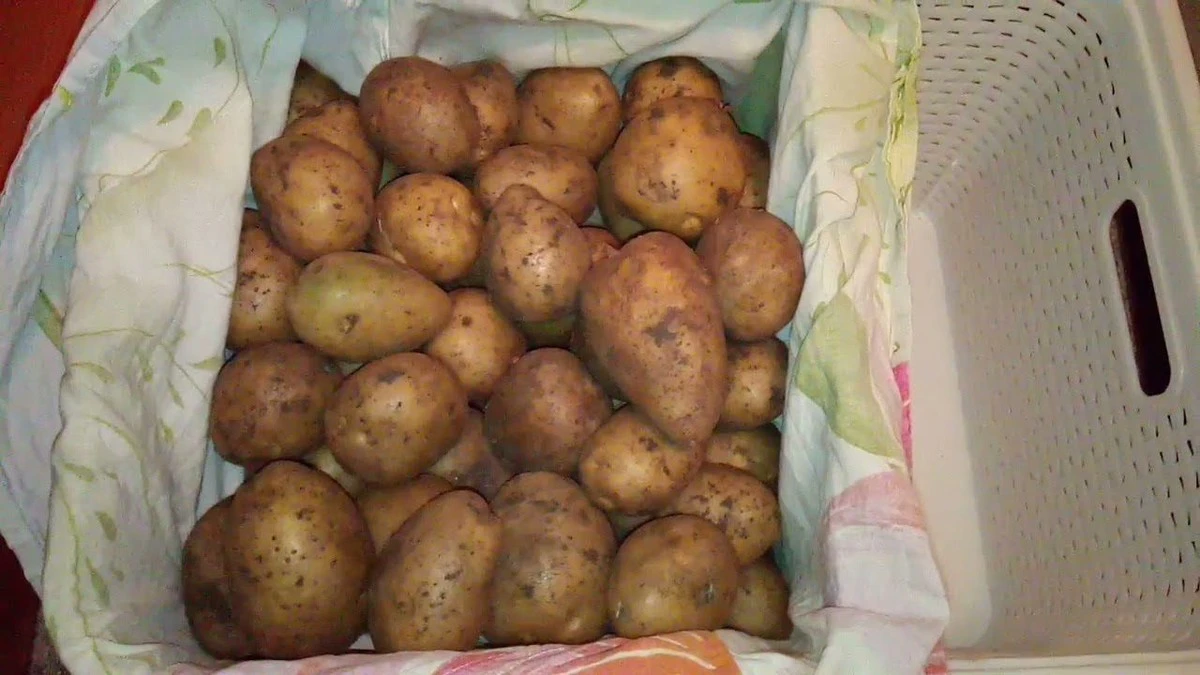 Mantén tus patatas frescas hasta la primavera en tu piso: 2 trucos sencillos y sin suciedad