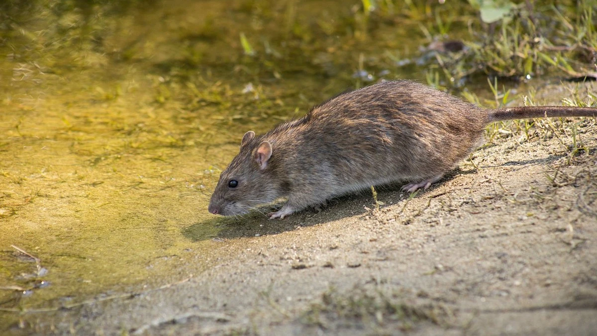 Adiós roedores: 3 ramas de esta planta ahuyentan ratones de tu garaje en segundos - image 1