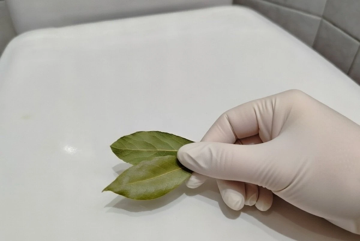 Por qué expertas en hogar ponen hojas de laurel en el inodoro todo el día: un truco poco conocido