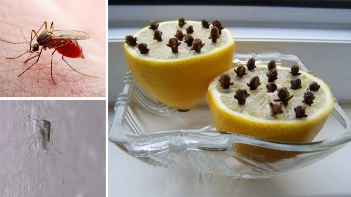 El secreto cítrico que los mosquitos odian: así los expulso de mi casa (en solo 5 minutos)