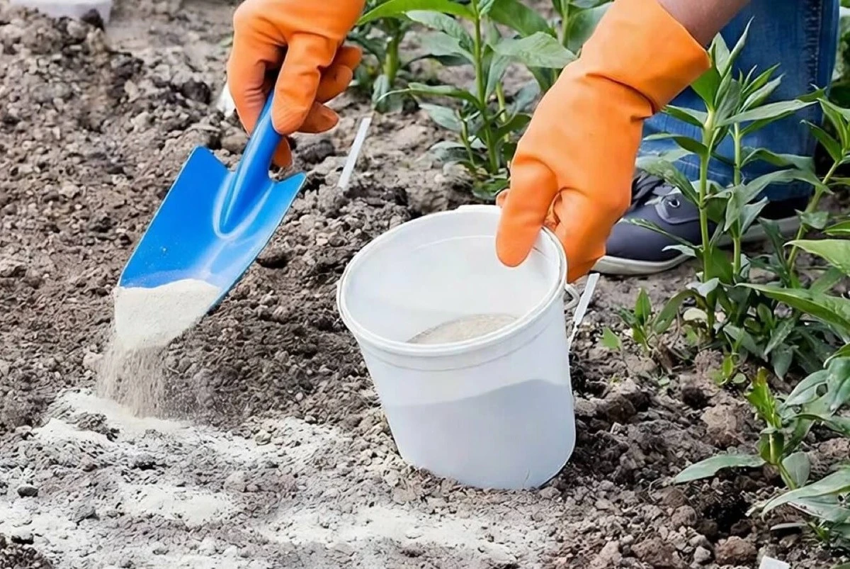 Por qué los jardineros experimentados espolvorean tiza bajo el ciruelo y cómo revitaliza tu cosecha