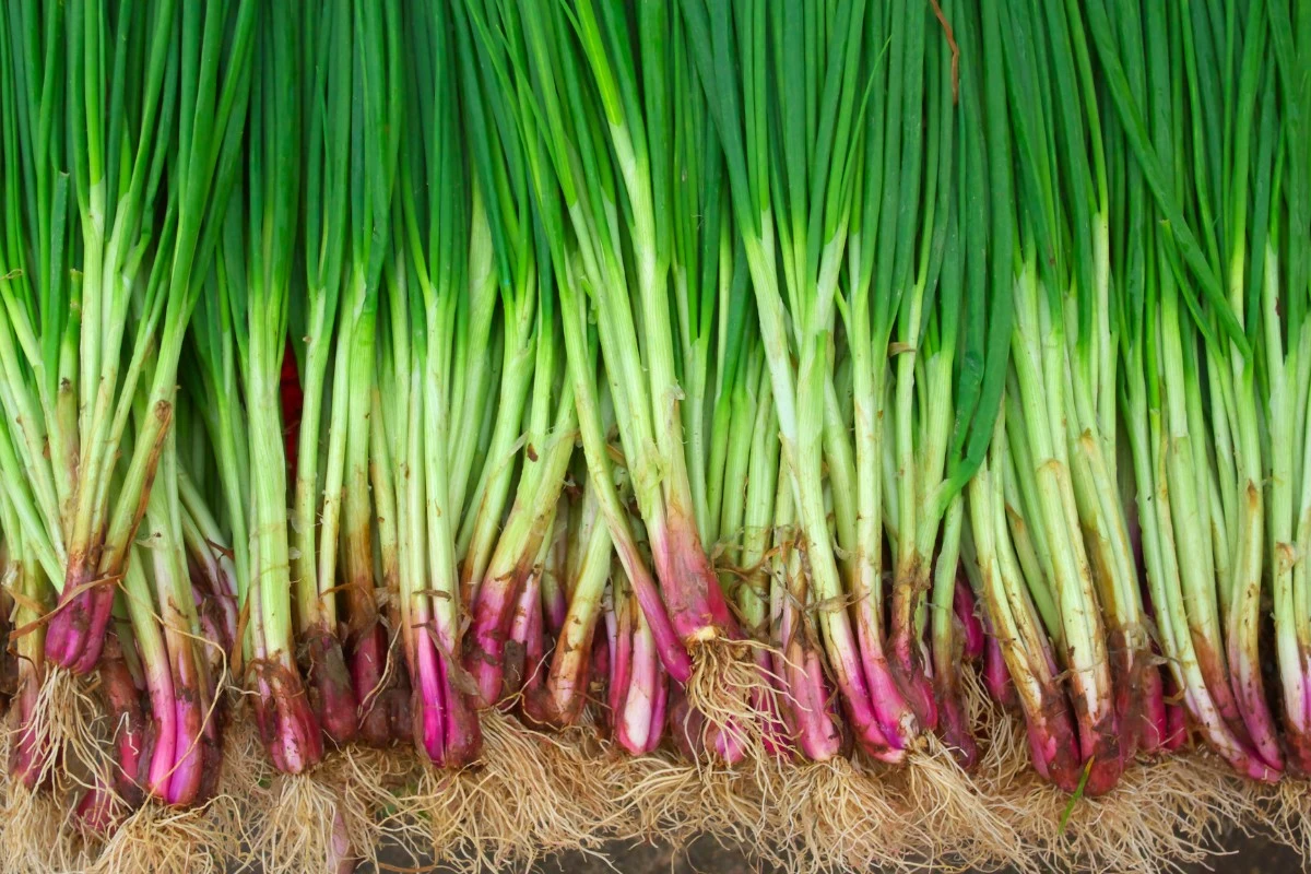 El secreto mejor guardado de los agricultores: la única poda que hace que las puntas de cebolla no se pongan amarillas en primavera - image 1
