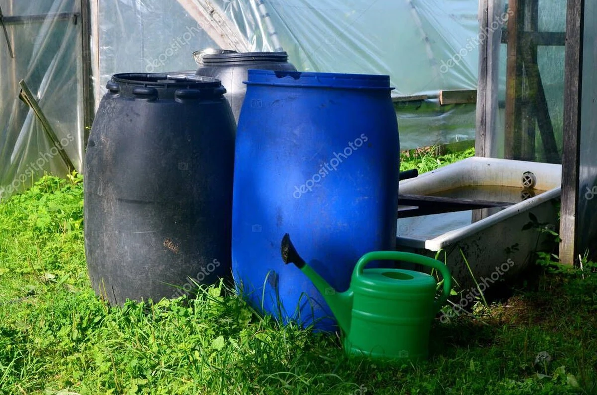 Por qué los jardineros experimentados siempre ponen un barril de agua en el invernadero: no es solo para regar - image 1