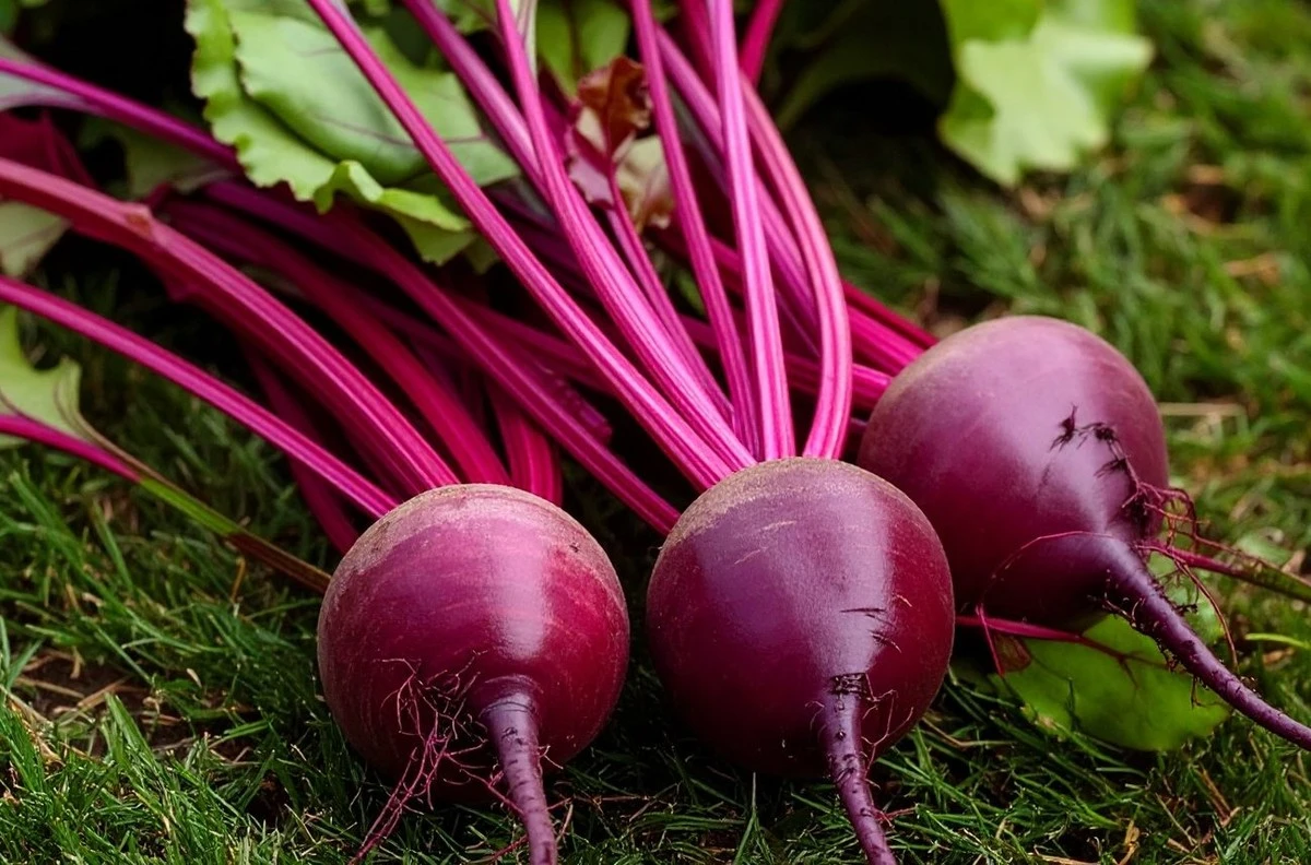 Por qué tus remolachas salen aguadas y cómo conseguir calabazas gigantes: los secretos de los granjeros expertos