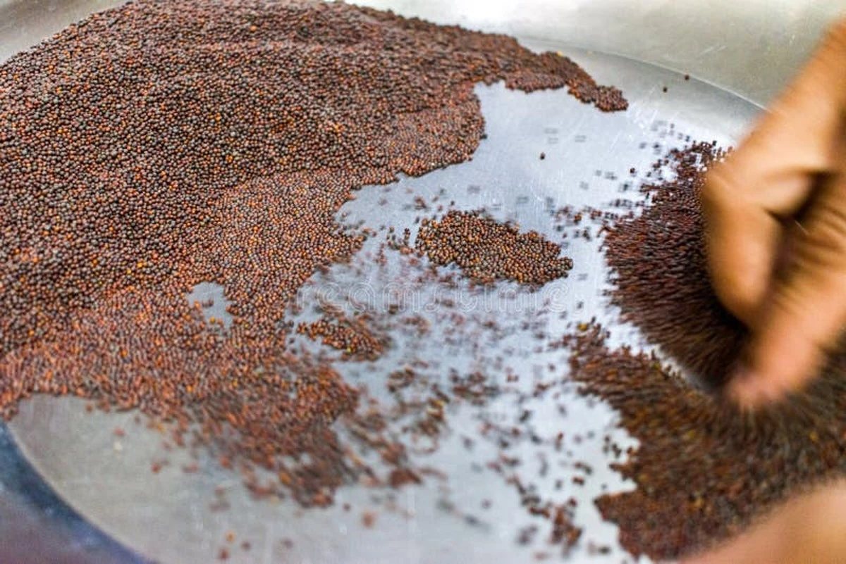 porquelasamasde-extra-1.webp Por qué las amas de casa expertas compran polvo de mostaza a granel: secretos de uso doméstico - image 1