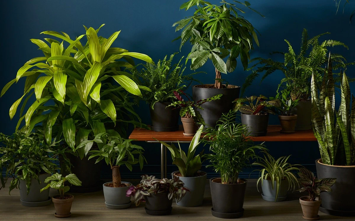 9 plantas que prosperan con poca luz: ¡olvídate de la oscuridad en tu hogar! - image 1