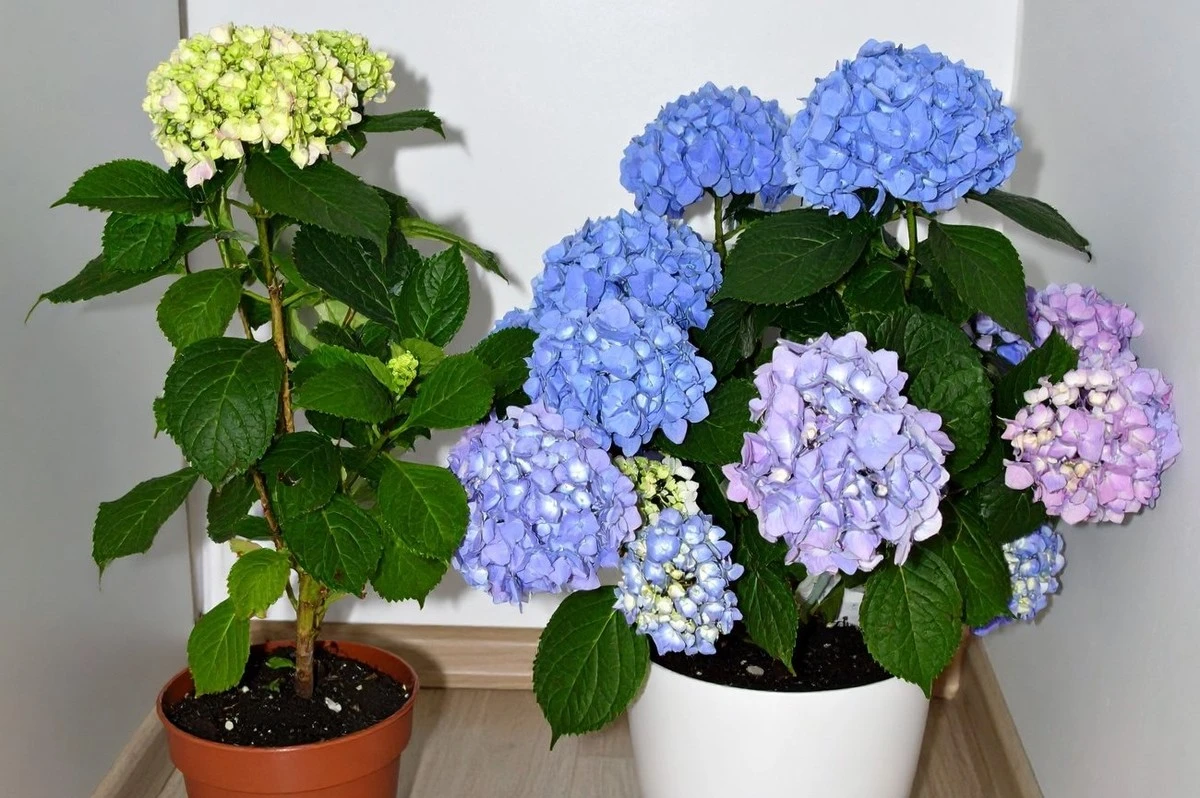 Cómo lograr que tus hortensias exploten en flor: la poda secreta de primavera