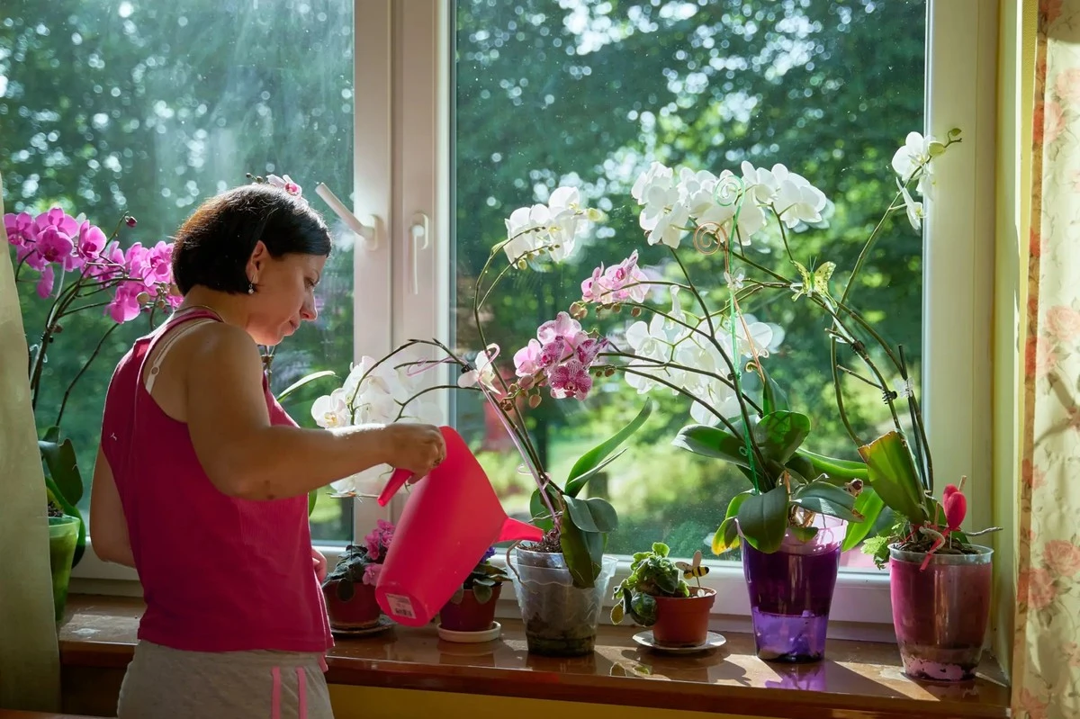 Cuánta agua dar a tus plantas de interior en invierno para que sobrevivan hasta la primavera