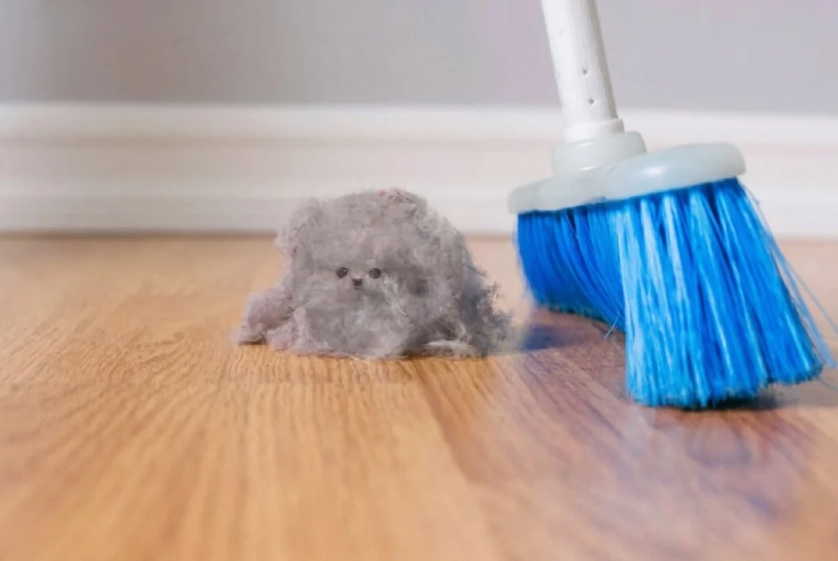 Reduce el polvo en casa sin esfuerzo: plantas que actúan como filtros de aire naturales