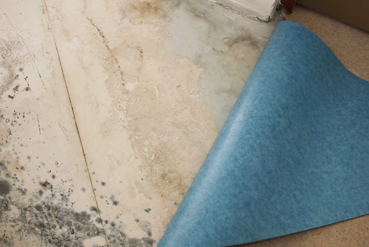 Adiós al moho bajo el linóleo: soluciones sencillas para prevenirlo sin llamar a un técnico