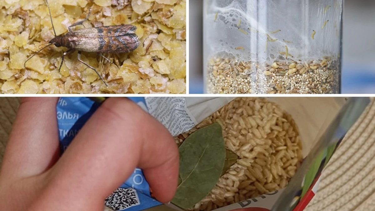 La polilla de alimentos ya no se comerá tus cereales: un remedio cuesta menos que una taza de café y por su efecto pagaría hasta 1 millón | Buenas noticias