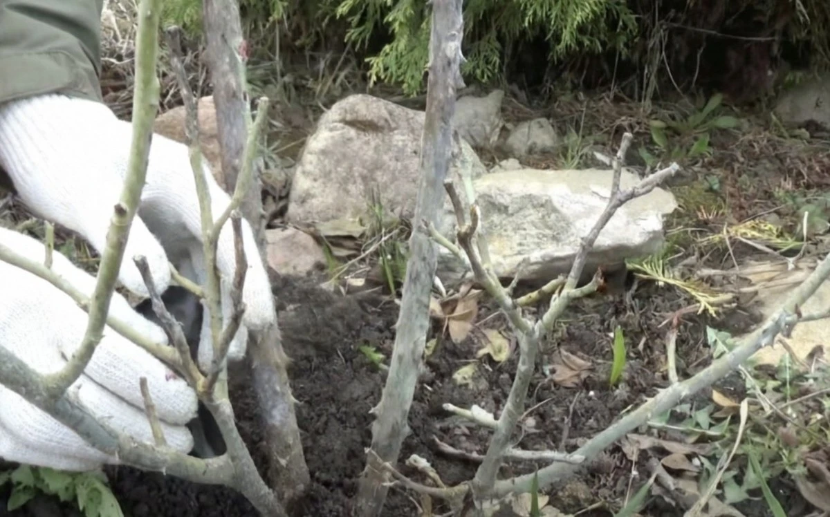 ¿Qué plantas necesitan poda en marzo para florecer en verano? La guía definitiva