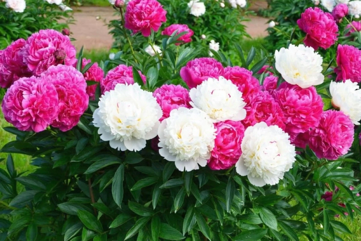 Cómo y cuándo dividir peonías viejas para una floración espectacular: el secreto del rejuvenecimiento