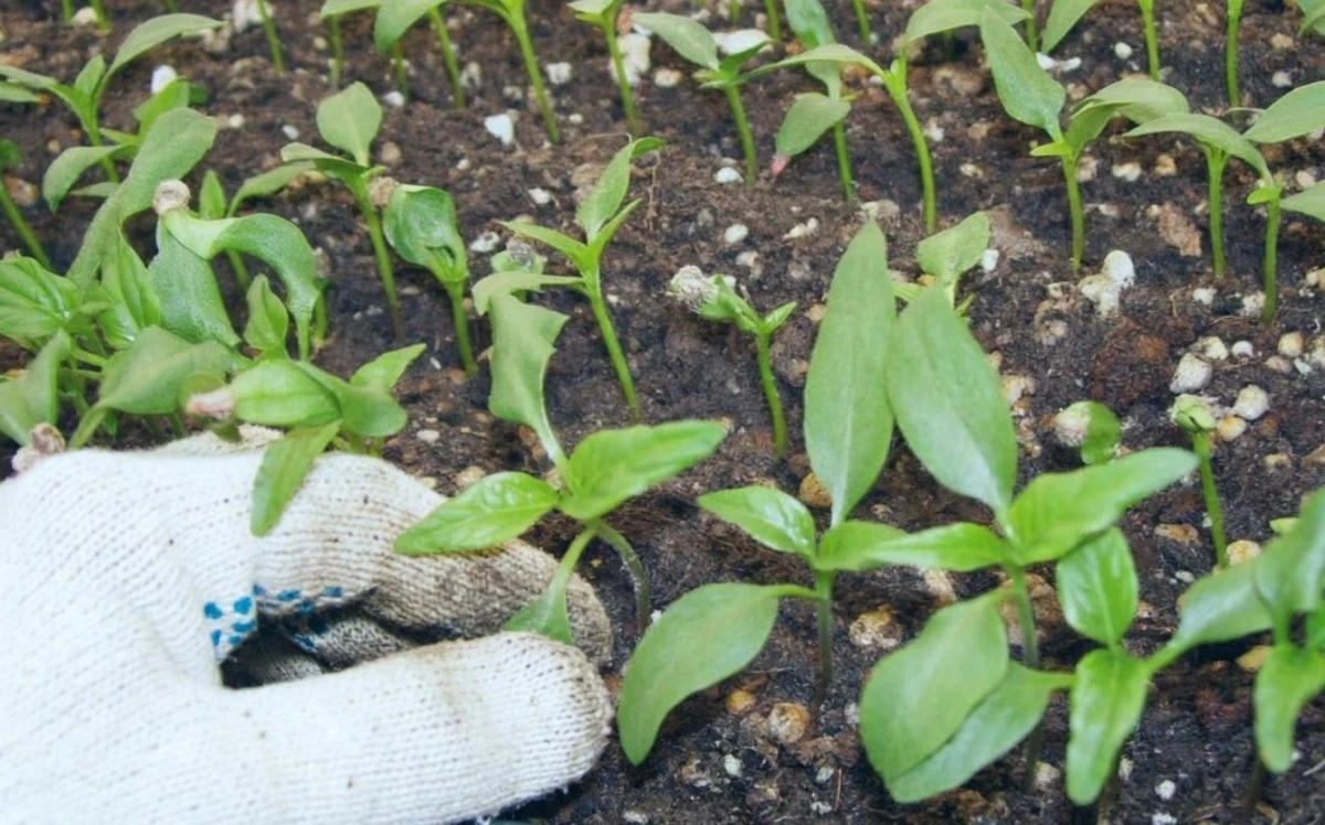 Acelera el crecimiento de tus pimientos: el truco de los jardineros expertos
