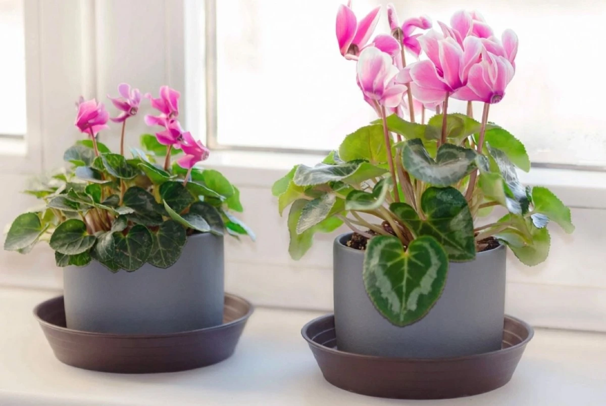 5 plantas de interior que florecen incluso si olvidas regarlas: una selección para jardineros perezosos