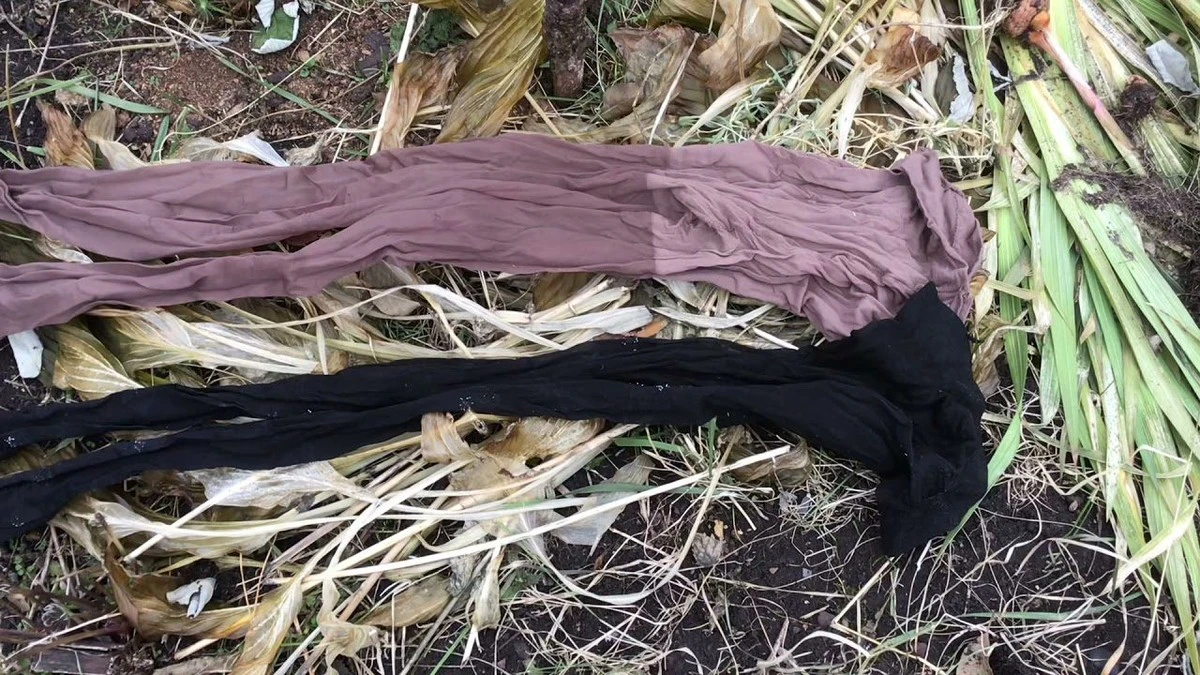 No tires esas medias viejas: 5 usos geniales que transformarán tu huerto