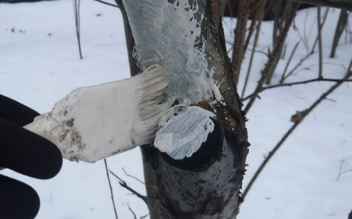 Febrero en tu casa de campo: 3 claves para una cosecha abundante este verano