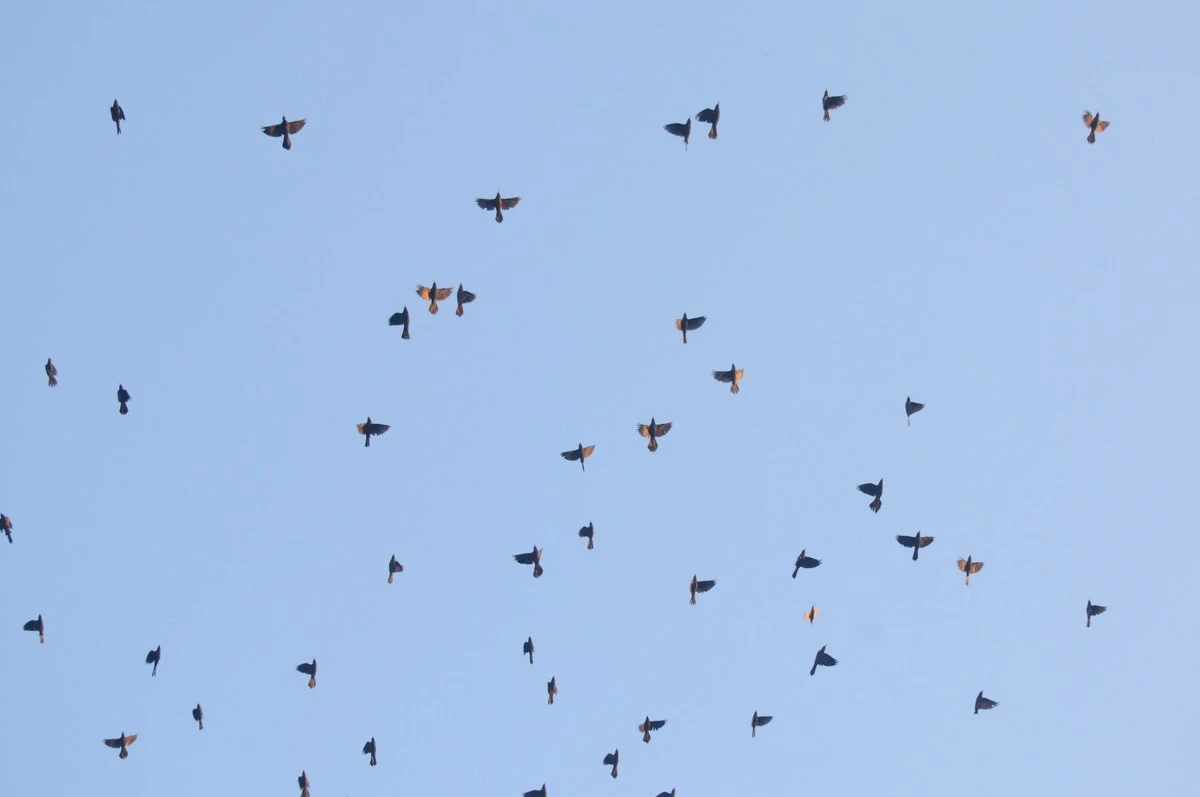 86-летняя бабушка раскрыла, что значит увидеть тысячи черных птиц в небе: важная народная примета - image 1