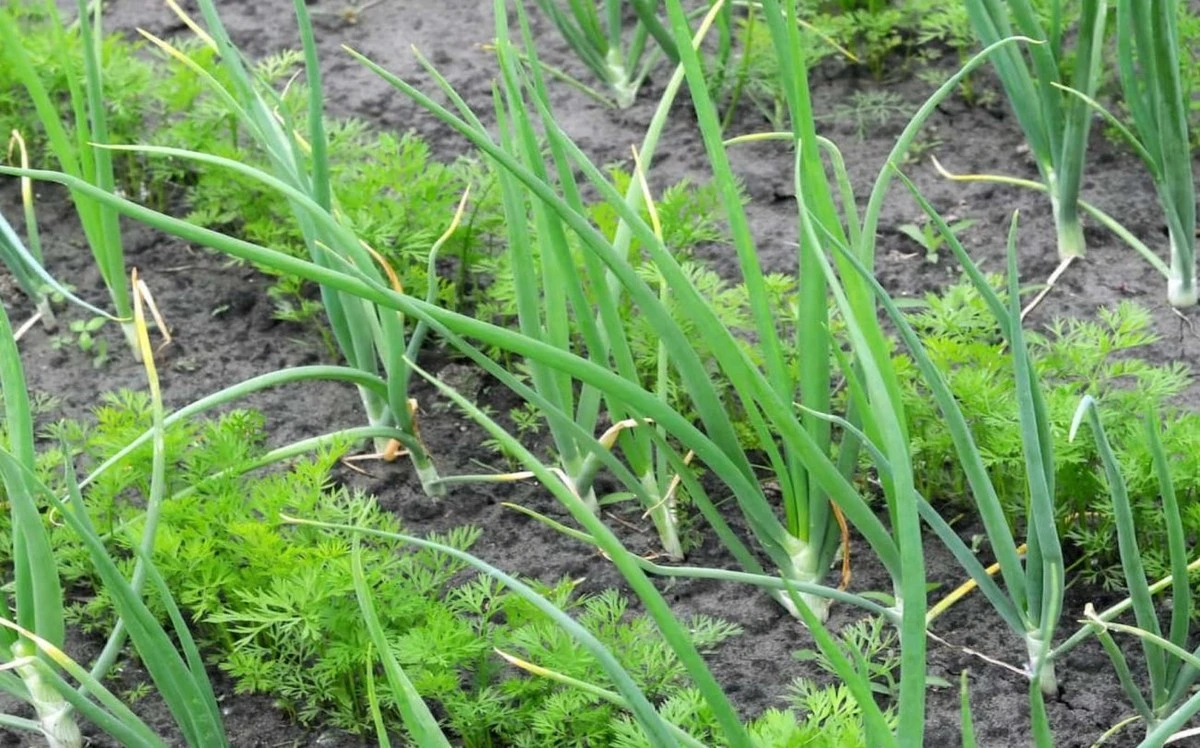 El sorprendente aliado del huerto: por qué plantar cebolla junto a la zanahoria mejora tu cosecha
