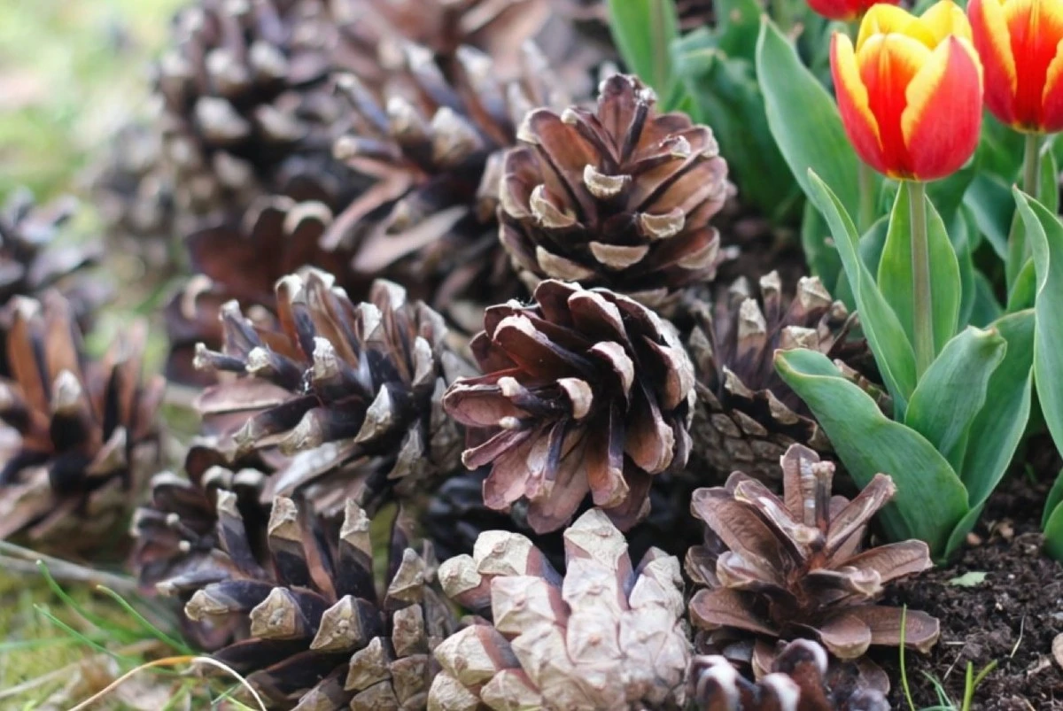 Por qué los jardineros experimentados llevan sacos de piñas del bosque en primavera: beneficios inesperados para tu huerto