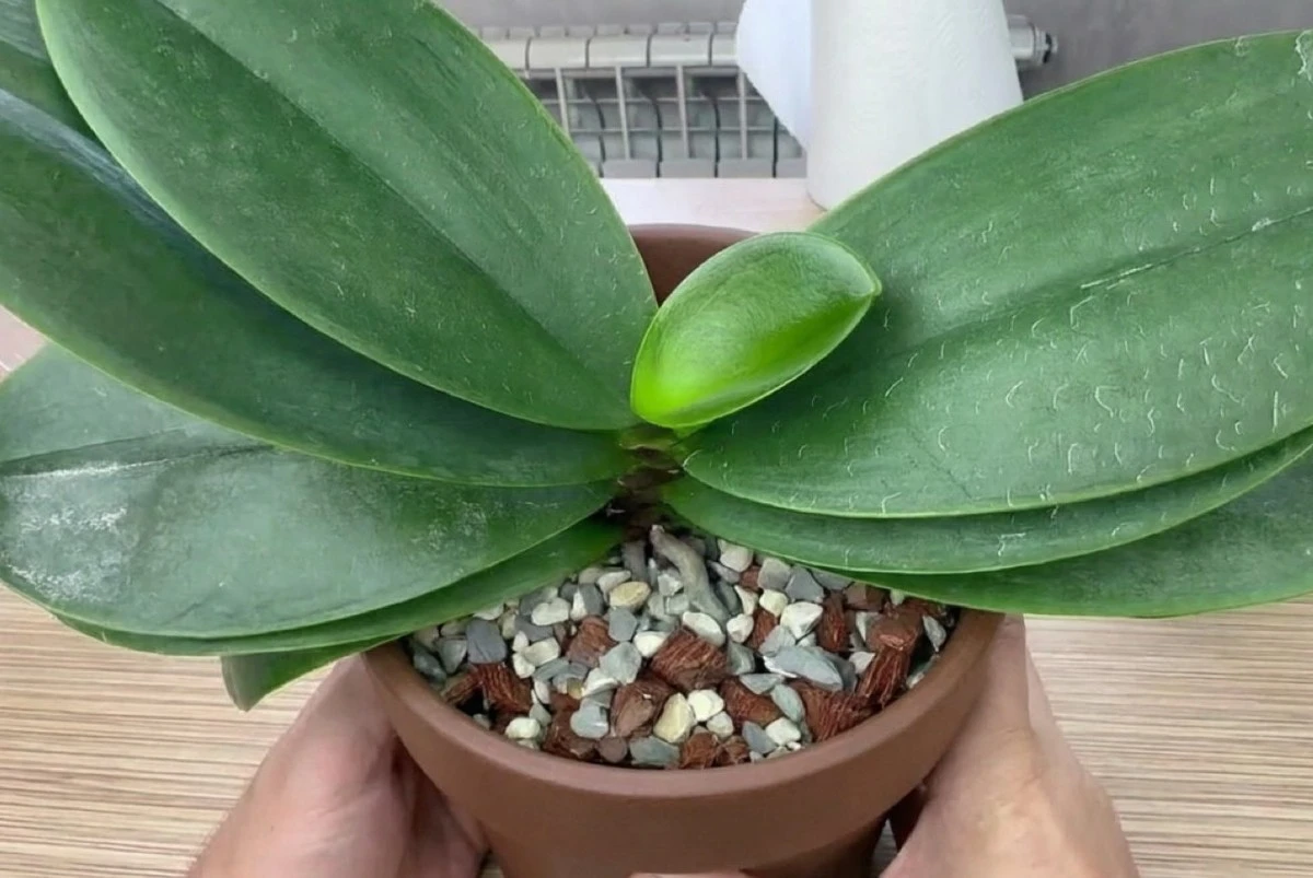 Orquídeas: el secreto del brillo y floración exuberante con un toque de leche