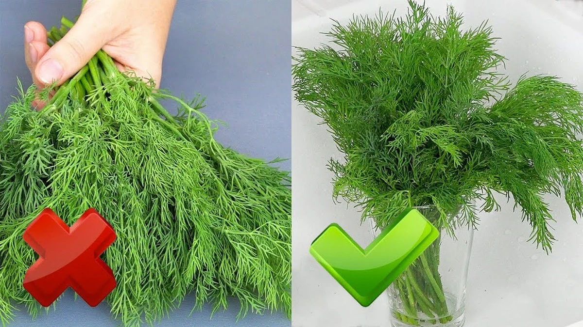 Tu hierba fresca durará semanas: el truco de los chefs que pocos conocen