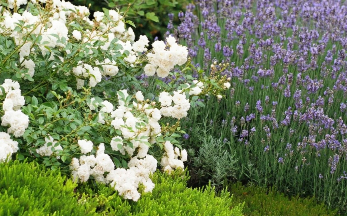 Tu jardín olerá bien todo el verano: secretos sencillos para un paraíso aromático.