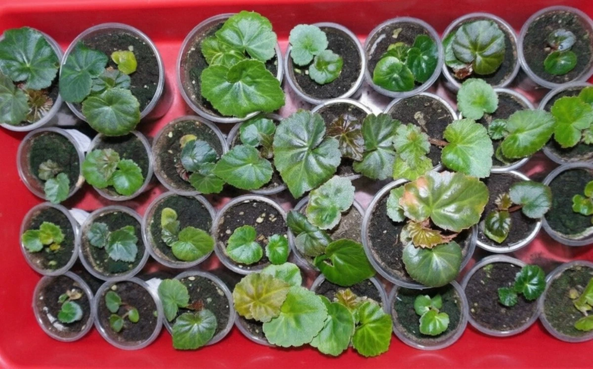 Siete secretos para un huerto floreciente este invierno: ¡tu guía esencial!