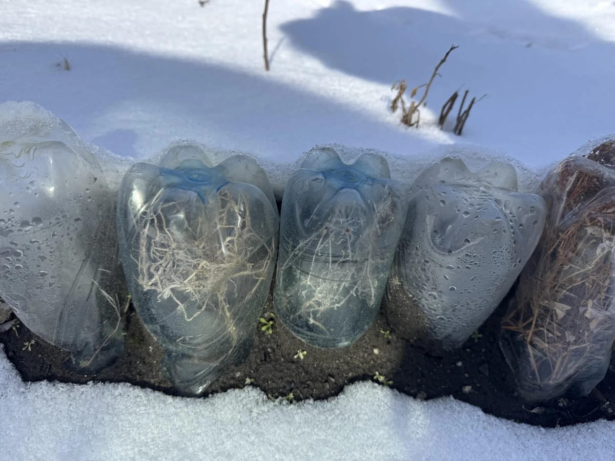 Por qué los jardineros conservan botellas de plástico vacías en el garaje.