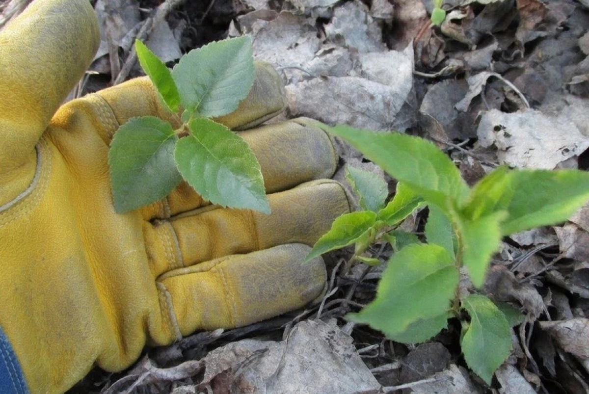 Detén el crecimiento de los retoños de cerezo sin químicos: 3 pasos infalibles