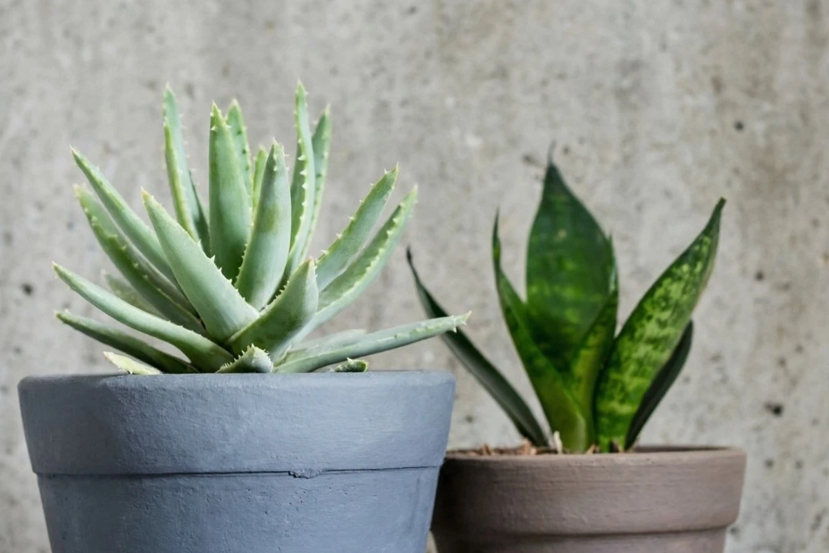 5 plantas de interior con sorprendentes poderes curativos que desconocías