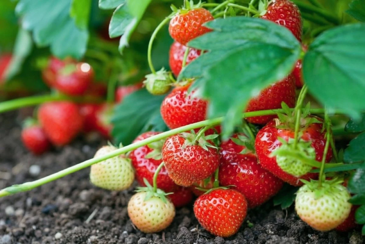 Fresas gigantes y dulces, adiós malas hierbas: el secreto de las virutas y la ceniza