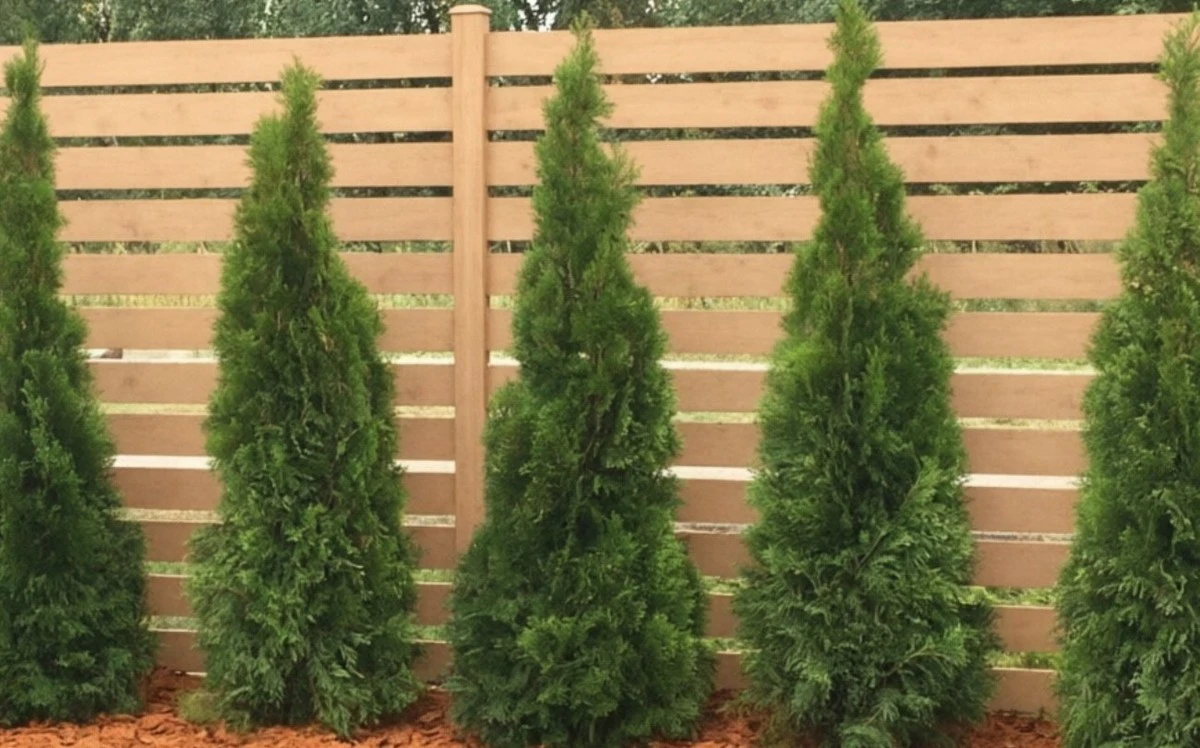 Por qué la tuya se pone amarilla en primavera y cómo salvarla: el truco secreto de jardinería