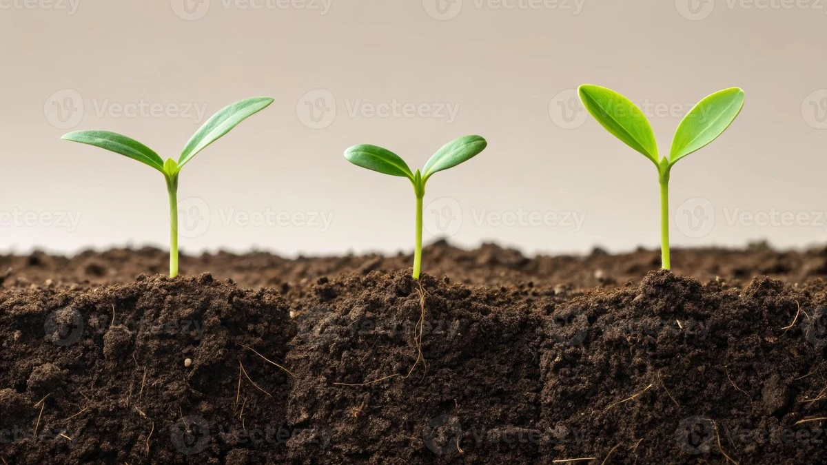 Despídete de la planta caída: 5 secretos para una plántula fuerte y lista para el huerto - image 1