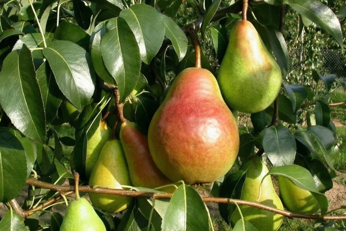 Poda tus perales dos veces al año y duplica tu cosecha: el secreto que los paisajistas guardan celosamente