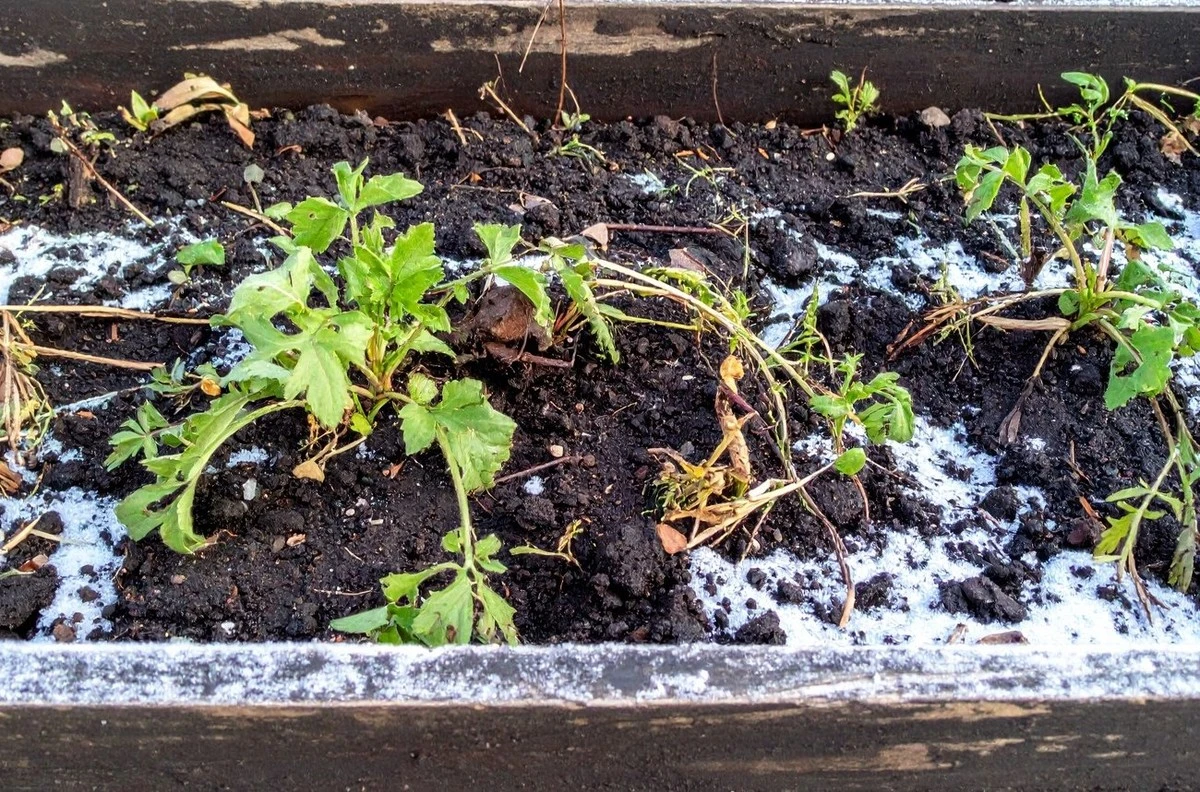 Cómo abonar tu huerto en invierno: qué fertilizantes aplicar sobre la nieve y cuáles son peligrosos