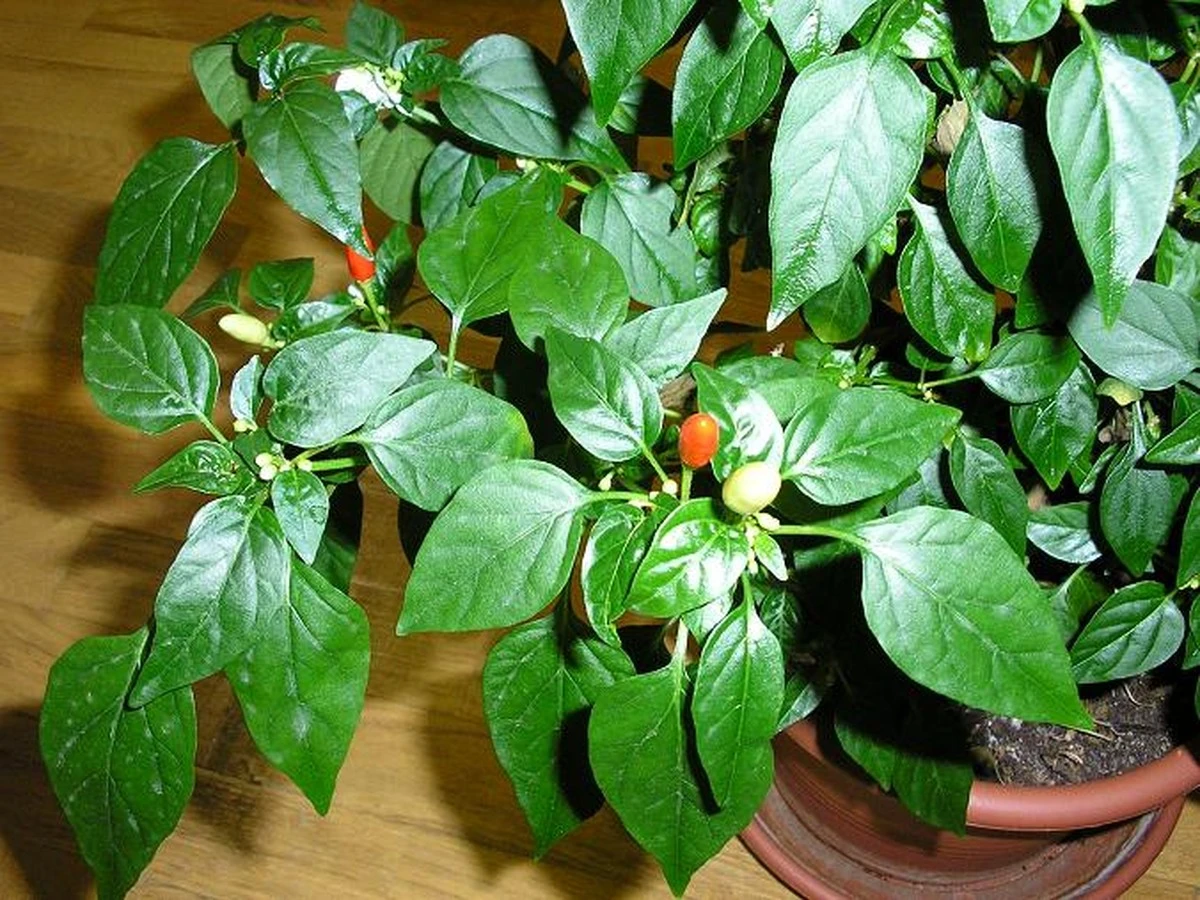 Endurece tus pimientos: el secreto que los jardineros experimentados aplican antes de plantar - image 1