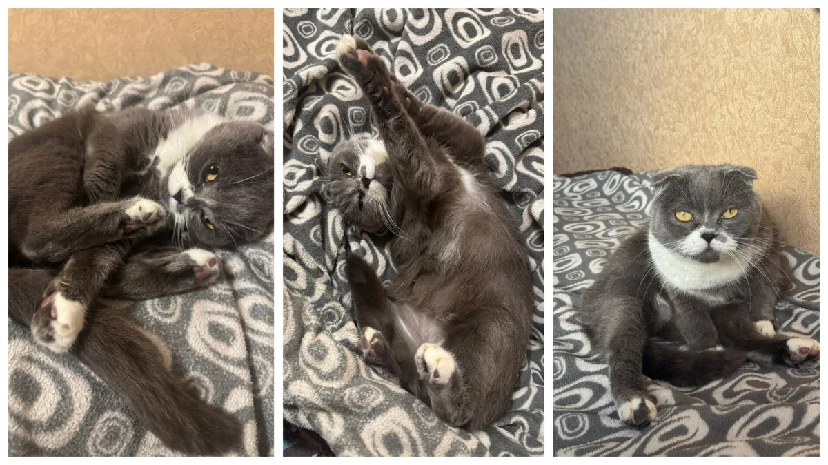 ¿Tu gato huele mal? No lo regañes: 3 razones ocultas detrás del mal olor en casa