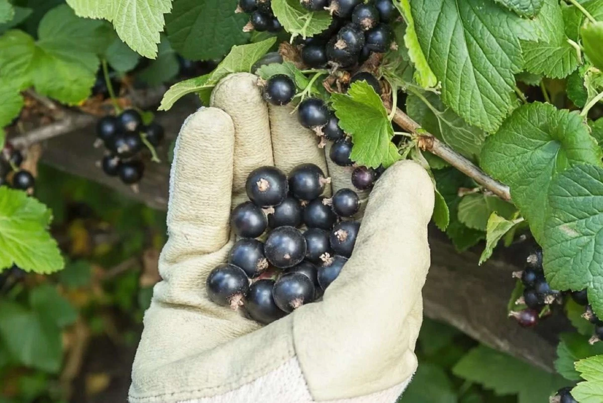 El secreto para grosellas más dulces: este método de primavera las transforma