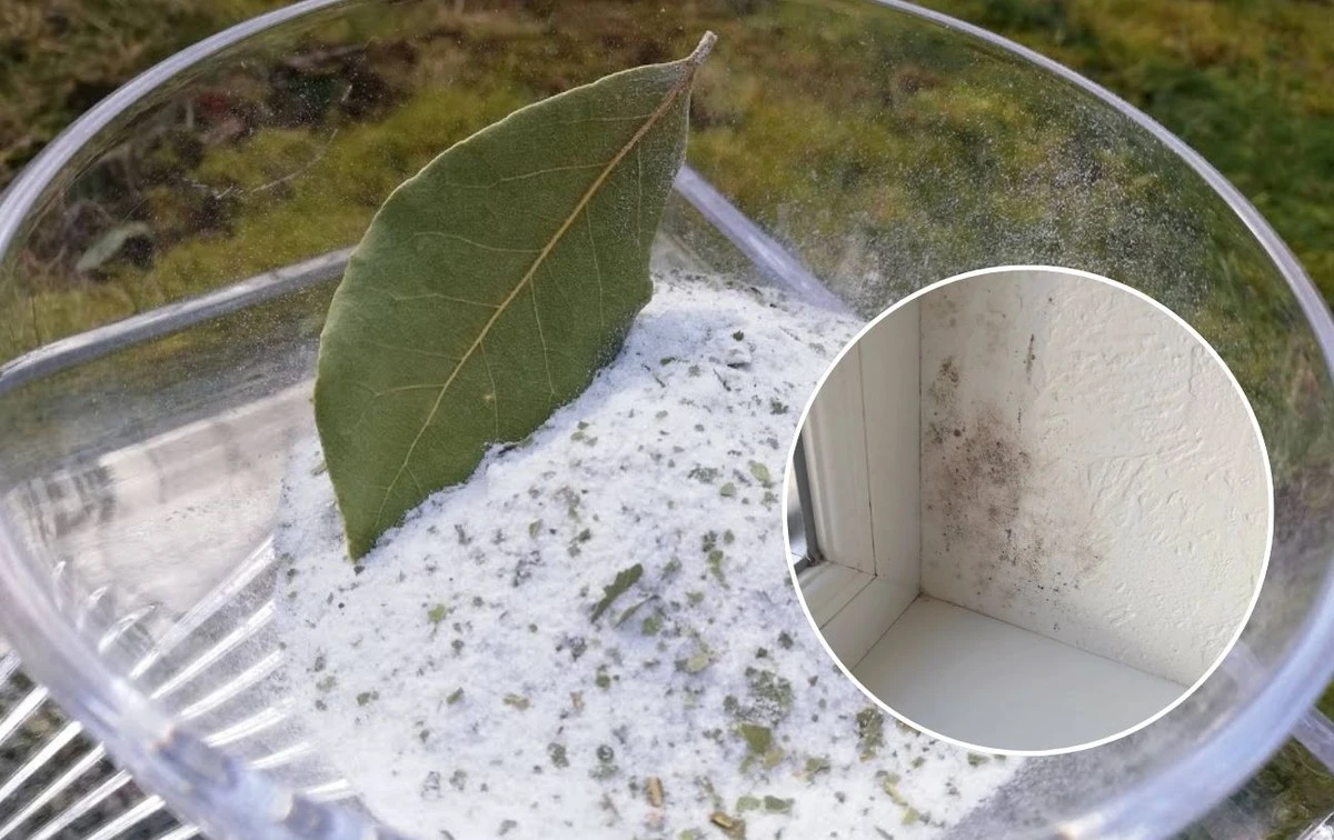 Adiós al vaho: el truco de la sal y el laurel en tu ventana que te sorprenderá