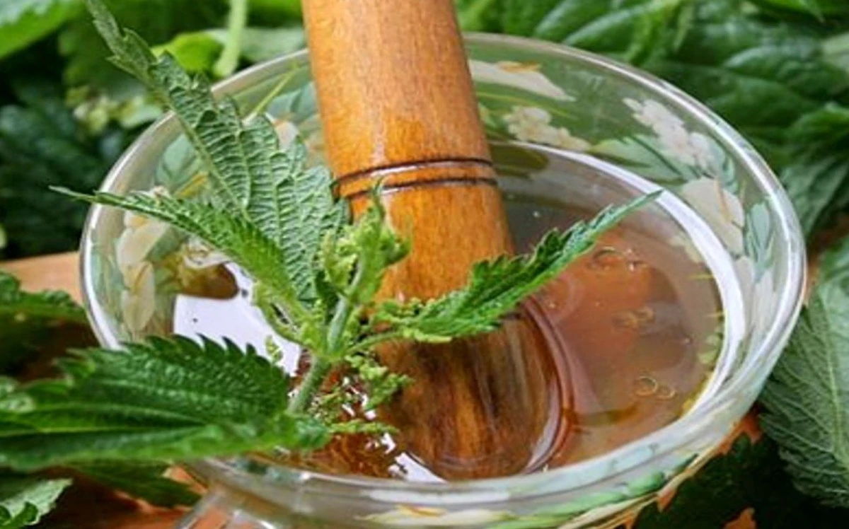 Transforma la ortiga silvestre en un superalimento para tus plantas: la receta del fertilizante nutritivo