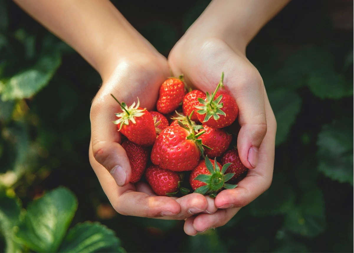 Qué hacer sí o sí con las fresas en marzo para una cosecha jugosa - image 1