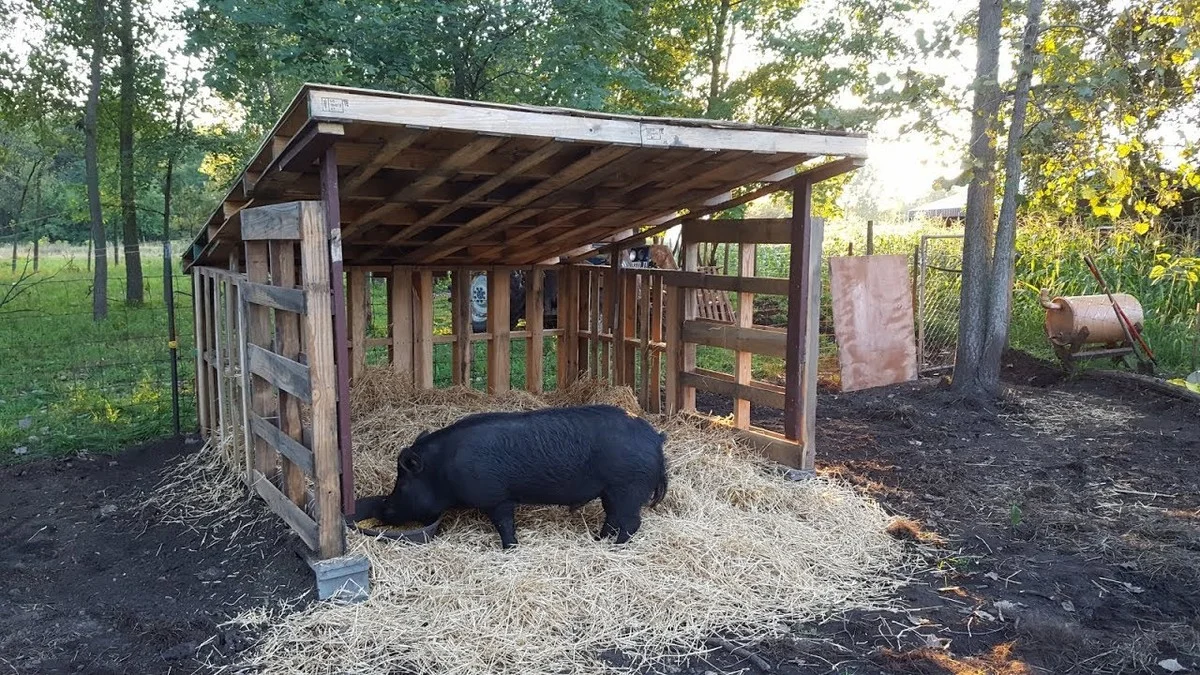 elviejotrucodel-extra-1.webp El viejo truco del pueblo que expulsa ratones y ratas de tu gallinero y cobertizo sin gastar un céntimo ni hacer obras - image 1