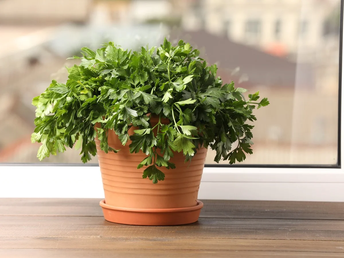 perejilfrescoto-extra-1.webp Perejil fresco todo el año: el secreto de una cosecha abundante en tu ventana - image 1