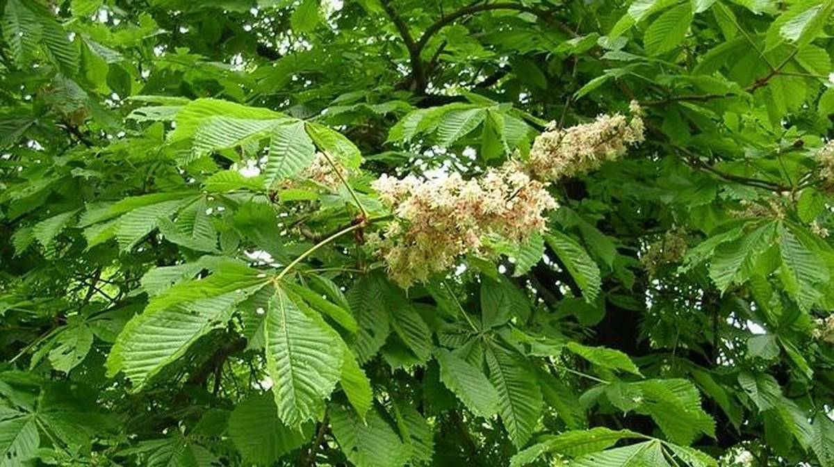 Por qué los jardineros experimentados NUNCA plantan estos 3 árboles cerca de casa: las consecuencias son peores de lo que crees - image 1